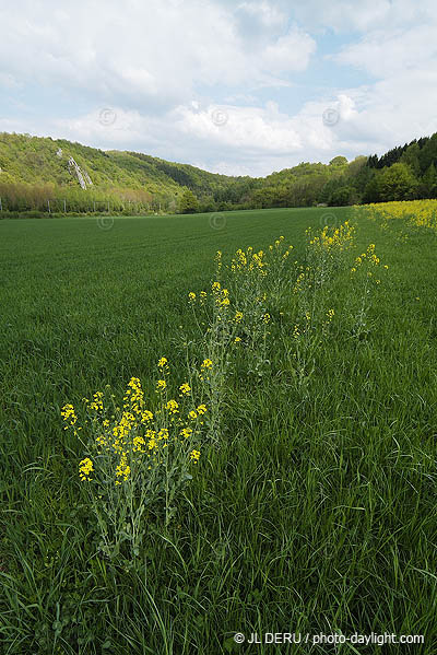 agriculture